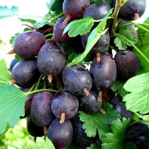 Крыжовник Командор С2 1шт