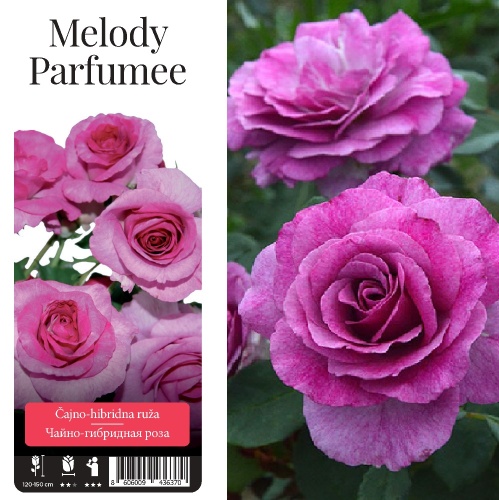 Роза Мелоди Парфюм чайно-гибридная 1шт