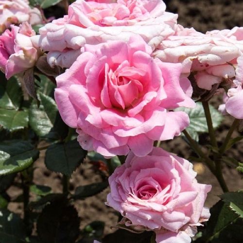 Роза Леди Мейяндина миниатюрная 1шт. _Lady Meiandina _20