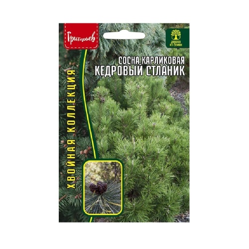 Сосна Кедровый Стланик карликовая 5шт_10