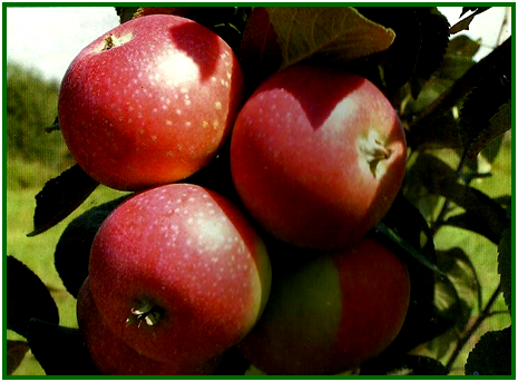 Яблоня Елена  1шт