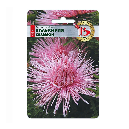 Астра Валькирия селект Сальмон  30шт_5