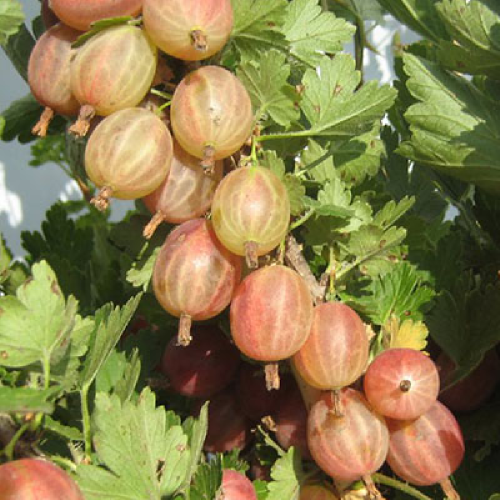 Крыжовник Конфетный 1 шт