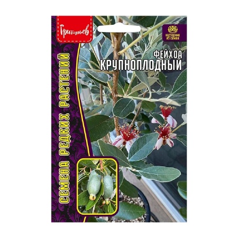 Фейхоа Крупноплодный 7 шт. _10