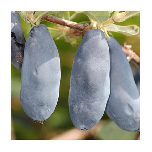 Жимолость Синий утёс съедобная 1шт.