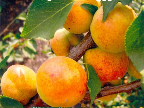 Абрикос Сардоникс (подвой абрикос) (в сетке) 1шт