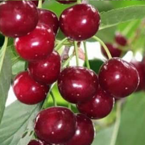 Вишня Саратовская малышка (Малышка) (дюк) 1шт  (подвой вишня Магалебская) (в сет