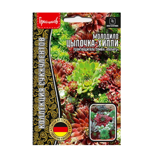 Молодило Цыпочка  Хиппи смесь 5др_10