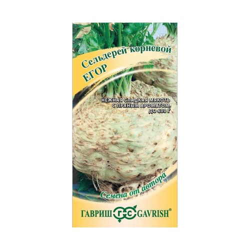 Сельдерей корневой Егор  0_1гр_10