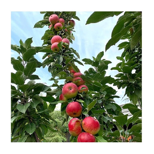 Яблоня колонновидная Валюта (подвой 54-118 полукарликовый) (в сетке) 1 шт