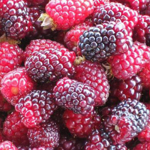 Ежемалина Тейберри 1шт (Малинно-ежевичный гибрид). _1