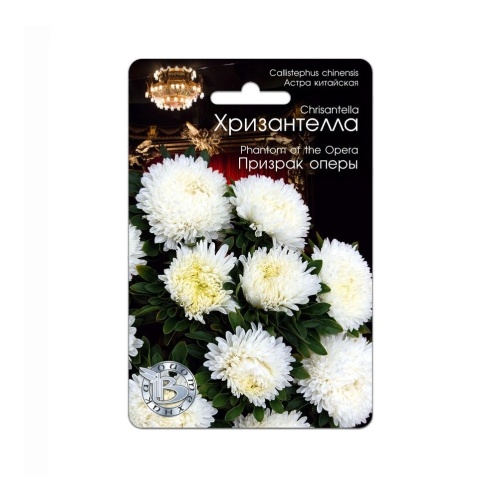 Астра Хризантелла Призрак оперы  30шт_5