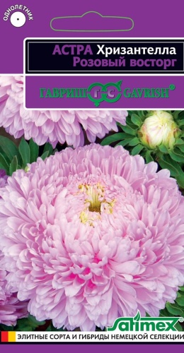 Астра Хризантелла Розовый восторг  0_05гр_10