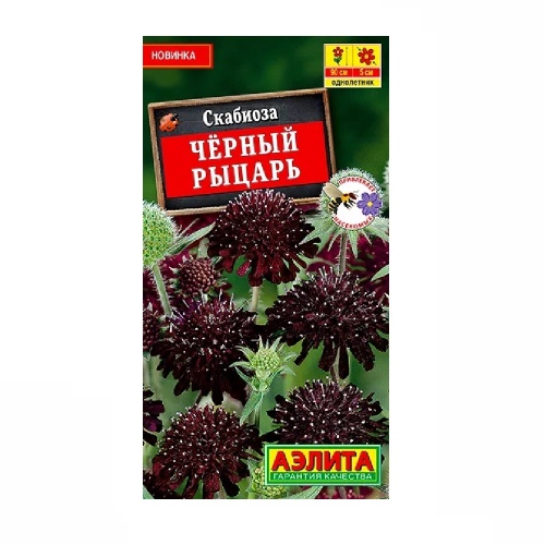 Скабиоза Черный рыцарь 0_1гр_10