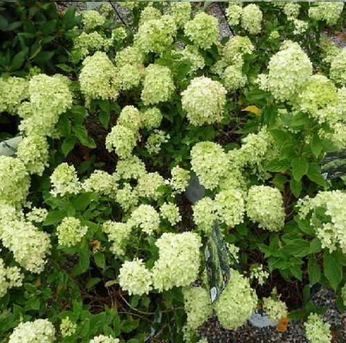 Гортензия метельчатая Литл Лайм 1шт.