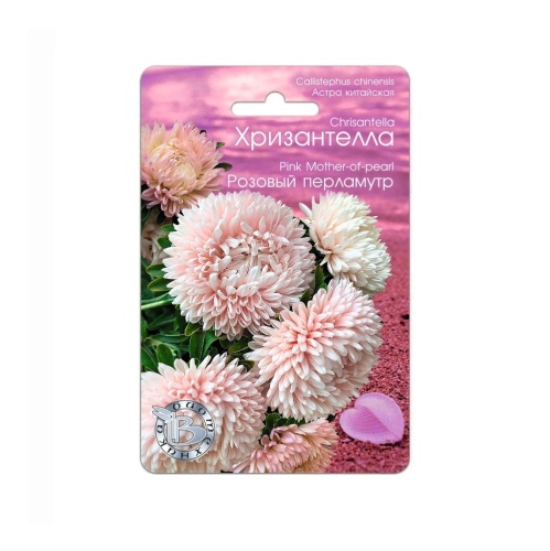 Астра Хризантелла Розовый перламутр  30шт_5