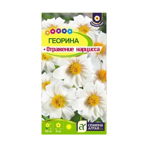 Георгина Отражение Нарцисса  0_2гр_10