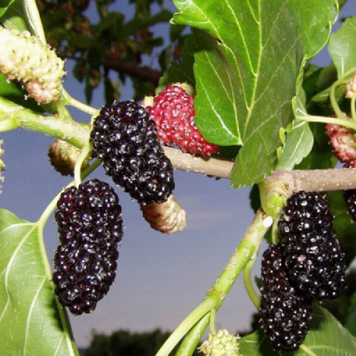 Шелковица чёрная Нигра 1 шт