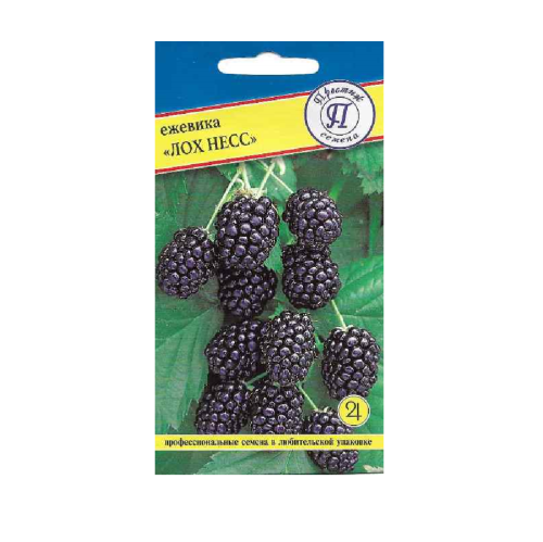 Ежевика Лох Несс ремонтантная  10шт _10