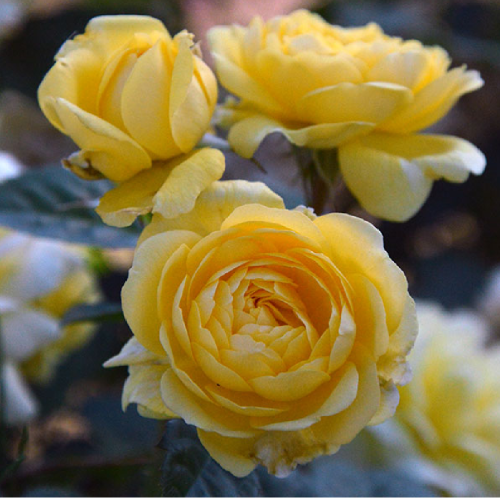 Роза Анни Дюпрей флорибунда 1шт. _ Anny Duperey _20