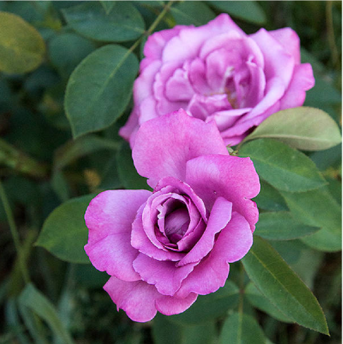 Роза Дойче Велле флорибунда 1 шт_ Deutsche Welle  _20