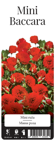 Роза Мини Бакара мини 1шт. _Mini Baccara 