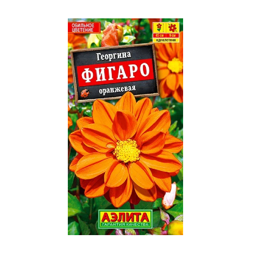 Георгина Фигаро оранжевый махровый  7шт_10