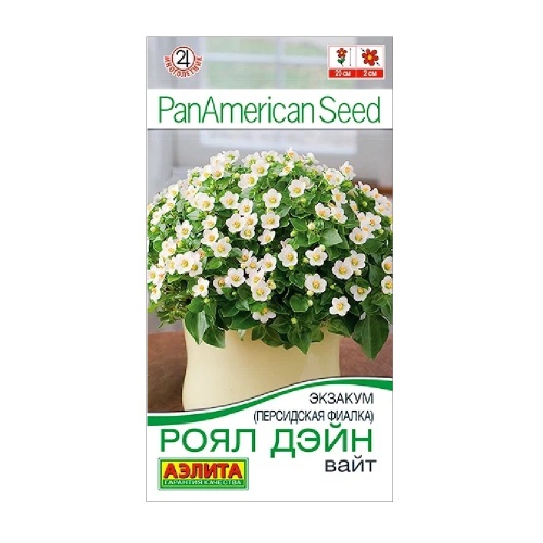 Экзакум (Персидская фиалка) Роял дэйн вайт 4шт  _10