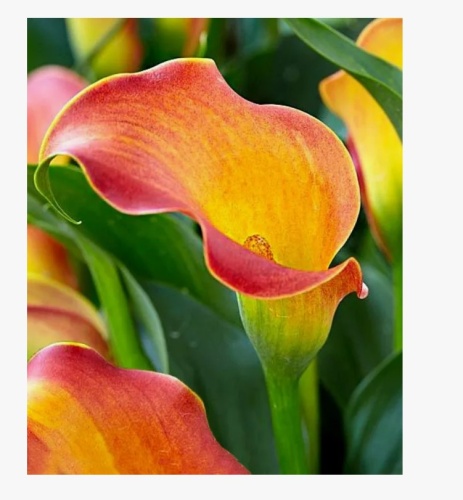 Снимок экрана 2026-01-16 154317