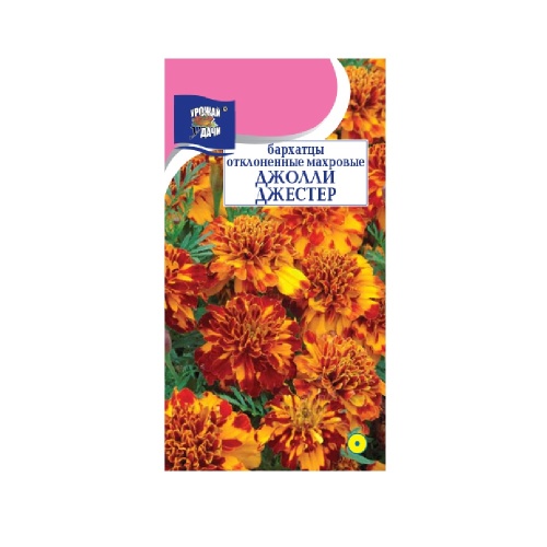 Бархатцы Джолли Джестер отклоненные  0_1гр_10