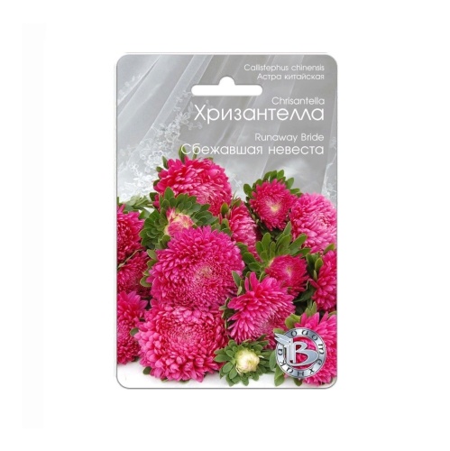 Астра Хризантелла Сбежавшая невеста  30шт_5