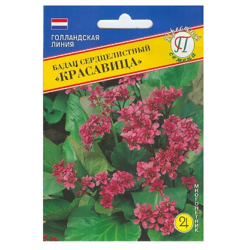 Бадан Красавица сердцелистный 10шт _10