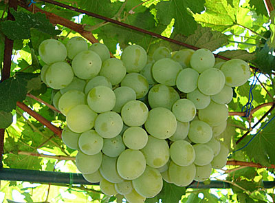 Виноград Талисман плодовый 1шт.