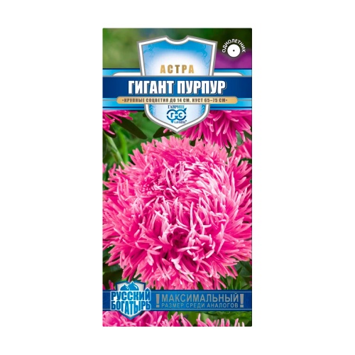Астра Гигант пурпур_Русский богатырь  0_05гр_10