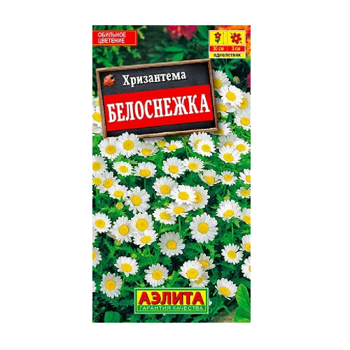 Хризантема Белоснежка  0_1гр_10