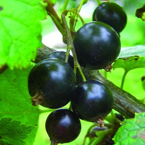 Смородина черная Черный жемчуг 1шт.