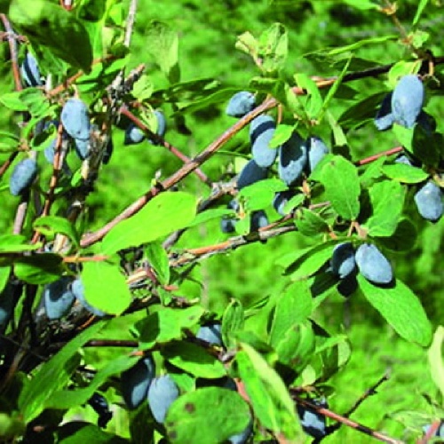 Жимолость Избранница съедобная1шт