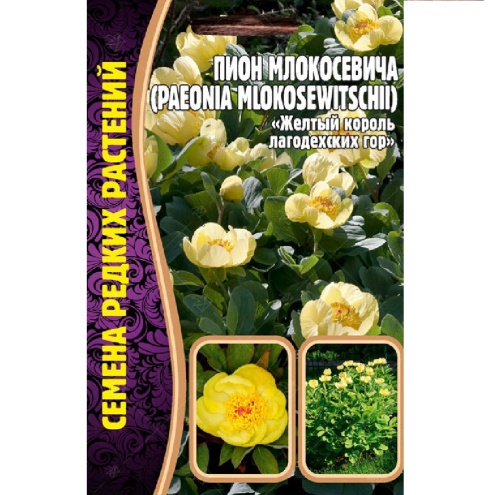 Пион Млокосевича  3шт_10