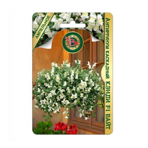 Антирринум Кэнди F1 Вайт  5шт_5