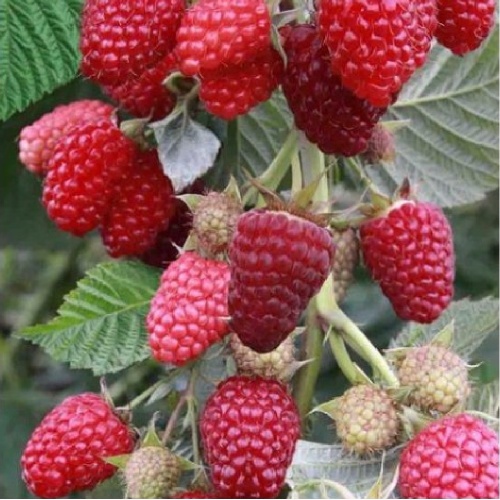 Малина Гусар традиционные сорта 1шт.