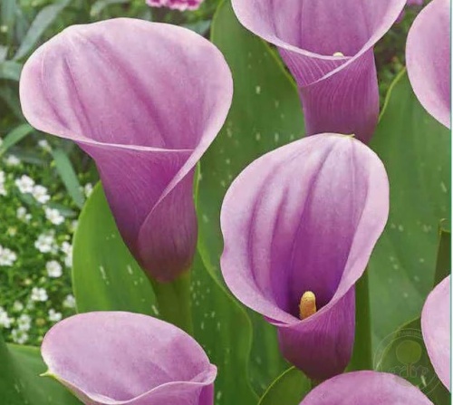 Снимок экрана 2026-01-16 155926