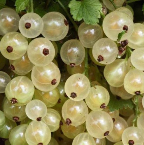 Смородина белая Белая Фея 1шт.