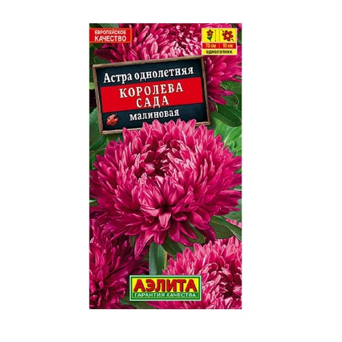 Астра Королева сада малиновая  0_2гр_10
