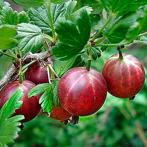 Крыжовник Спайнфри  1шт