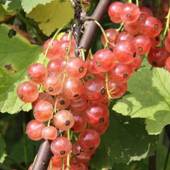 Смородина красная Голландская розовая 1шт.