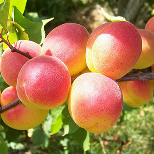 Абрикос Краснощекий (подвой абрикос) (в сетке)