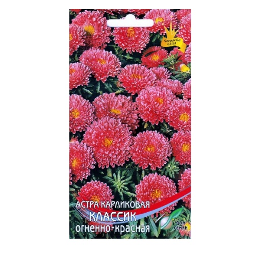Астра Классик огненно-красная 100 шт_10