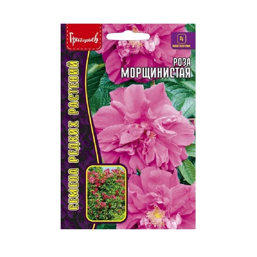 Роза Морщинистая (Rosa rugosa)  10шт_10