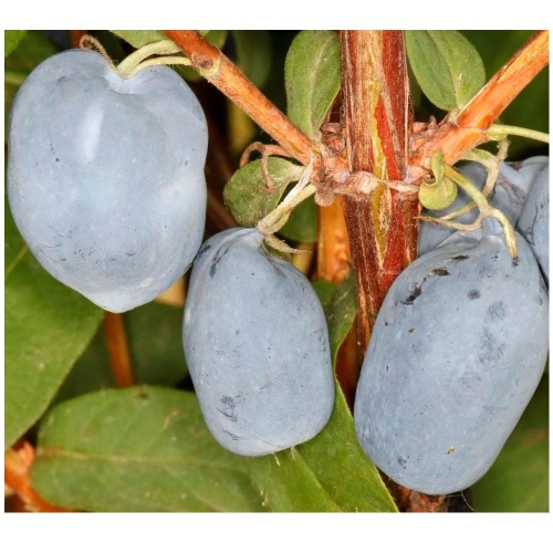 Жимолость Бореал Бьюти съедобная 1шт