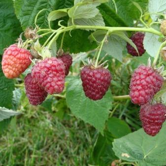 Малина Джоан Джи  ремонтантная 1шт